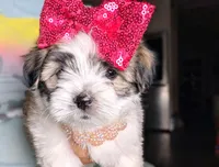 TOY Britney, a female Mal Shi for sale in Apple Valley, CA – 1 of 4