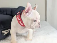 Casey * VIDEO*, a male French Bulldog for sale in Apple Valley, CA – 2 of 9