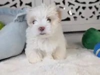 Toy Danny ( VIDEO), a male Maltese and Shih Tzu for sale in Apple Valley, CA – 1 of 4