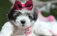 TOY Britney (VIDEO), a female Maltese and Shih Tzu for sale in Apple Valley, CA – 1 of 5