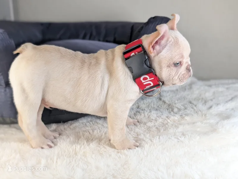 Casey – French Bulldog puppy for sale in Apple Valley, CA