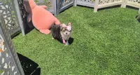 Tcup Kendall (videos), a female Pomeranian and Yorkshire Terrier for sale in Apple Valley, CA – 6 of 10