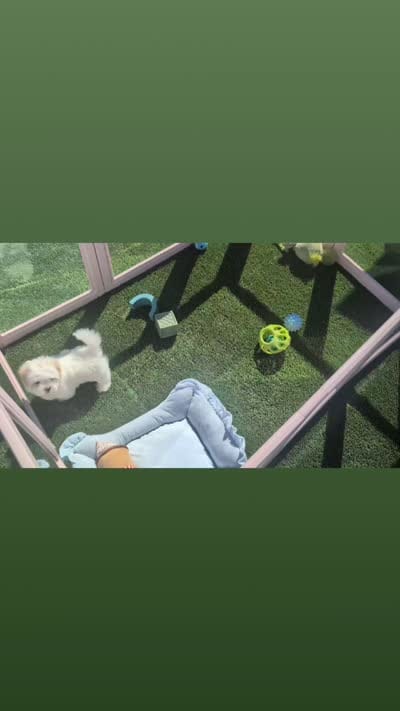 Toy Danny ( VIDEOS), a male Maltese and Shih Tzu for sale in Apple Valley, CA – 9 of 10