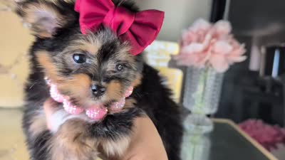 TCUP Kylie (VIDEO), a female Pomeranian and Yorkshire Terrier for sale in Apple Valley, CA – 7 of 7