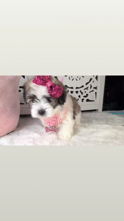 TOY Britney (VIDEO), a female Maltese and Shih Tzu for sale in Apple Valley, CA – 5 of 5