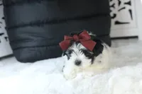 TOY Audrey (VIDEO), a female Maltese and Shih Tzu for sale in Apple Valley, CA – 5 of 6