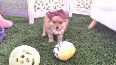 Tcup Kim (video), a female Pomeranian and Yorkshire Terrier for sale in Apple Valley, CA – 4 of 4