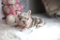 Bella, a female French Bulldog for sale in Apple Valley, CA – 1 of 3