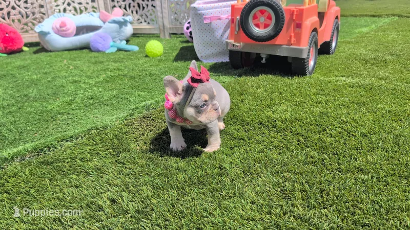 cupcake – French Bulldog puppy for sale in Apple Valley, CA