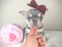 cupcake, a female French Bulldog for sale in Apple Valley, CA – Photo 1 of 3