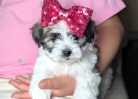 TOY Britney, a female Mal Shi for sale in Apple Valley, CA – 2 of 4