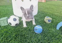 Benny, a male French Bulldog for sale in Apple Valley, CA – 2 of 2