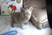 AKC Andy (VIDEO), a male French Bulldog for sale in Apple Valley, CA – 3 of 5