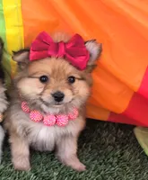 Tcup Kim (video), a female Pomeranian for sale in Apple Valley, CA – 5 of 7