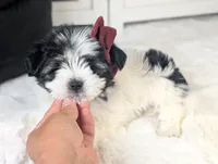 TOY Audrey (VIDEO), a female Maltese and Shih Tzu for sale in Apple Valley, CA – 3 of 6