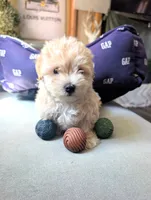 TOY Dylan ( VIDEO), a male Maltese and Poodle - Toy  for sale in Apple Valley, CA – 3 of 7