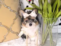 Tcup Kendall (videos), a female Pomeranian and Yorkshire Terrier for sale in Apple Valley, CA – 2 of 10
