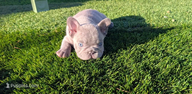 Tommy – French Bulldog puppy for sale in Apple Valley, CA