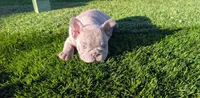 Tommy, a male French Bulldog for sale in Apple Valley, CA – 1 of 4