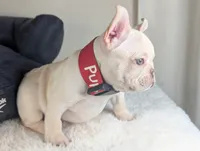 Casey * VIDEO*, a male French Bulldog for sale in Apple Valley, CA – 3 of 9