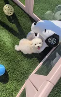 TOY Justin (video), a male Maltese and Poodle - Toy  for sale in Apple Valley, CA – 2 of 5