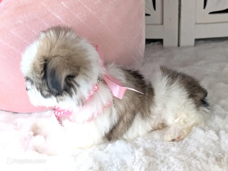 TOY Britney – Maltese, Shih Tzu puppy for sale in Apple Valley, CA