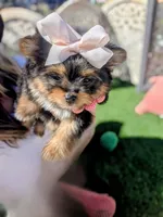 TCUP Kylie (VIDEO), a female Pomeranian and Yorkshire Terrier for sale in Apple Valley, CA – 4 of 7