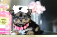 TCUP Kylie (VIDEO), a female Yorkshire Terrier for sale in Apple Valley, CA – 6 of 9