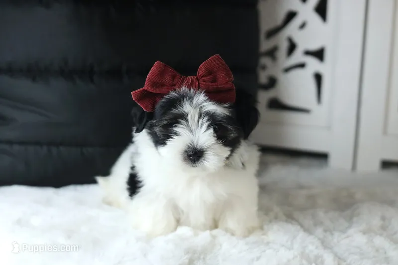 TOY Audrey (VIDEO) – Maltese, Shih Tzu puppy for sale in Apple Valley, CA