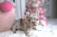 Bella, a female French Bulldog for sale in Apple Valley, CA – 2 of 3