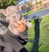 Tommy, a male French Bulldog for sale in Apple Valley, CA – 2 of 4