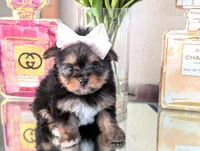 TCUP Kylie (VIDEO), a female Pomeranian and Yorkshire Terrier for sale in Apple Valley, CA – 2 of 7