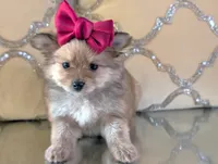Tcup Kim, a female Pomeranian and Yorkshire Terrier for sale in Apple Valley, CA – 2 of 2