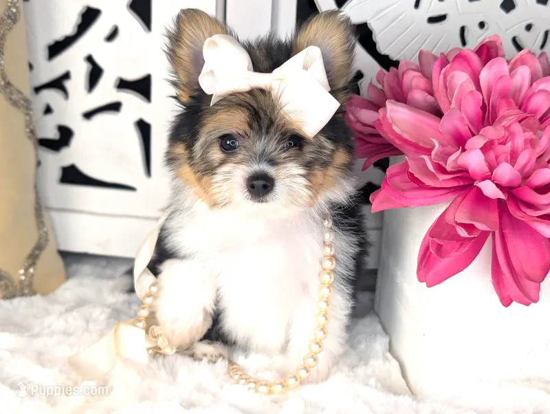 Tcup Kendall (videos) – Pomeranian, Yorkshire Terrier puppy for sale in Apple Valley, CA