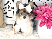 Tcup Kendall (videos), a female Pomeranian and Yorkshire Terrier for sale in Apple Valley, CA – 1 of 10
