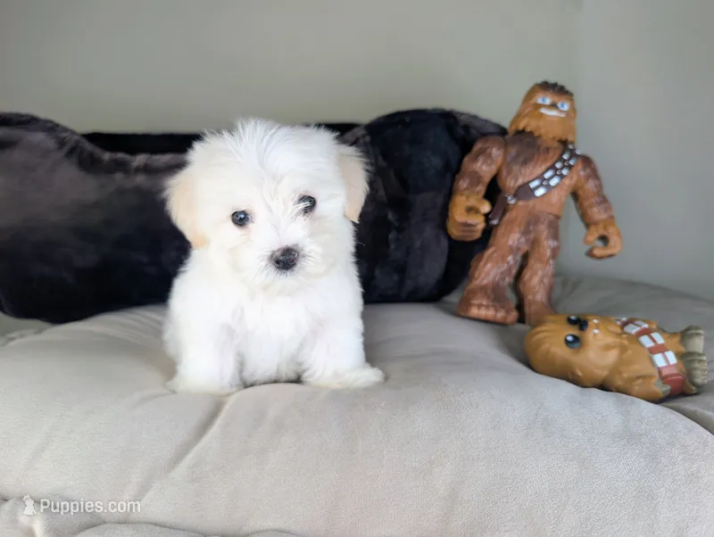 TOY Justin – Maltese, Poodle - Toy  puppy for sale in Apple Valley, CA