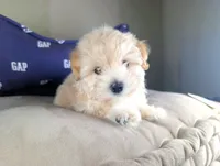 TOY Dylan ( VIDEO), a male Maltese and Poodle - Toy  for sale in Apple Valley, CA – 6 of 7