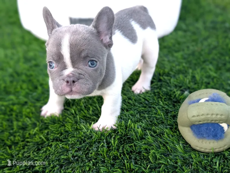 Benny – French Bulldog puppy for sale in Apple Valley, CA