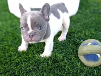 Benny, a male French Bulldog for sale in Apple Valley, CA – 1 of 2