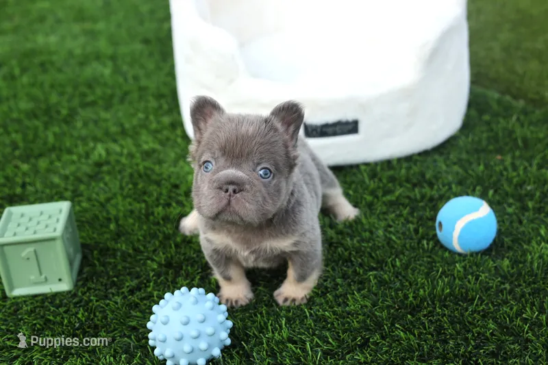 CORY AKC – French Bulldog puppy for sale in Apple Valley, CA