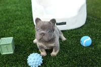 CORY AKC, a male French Bulldog for sale in Apple Valley, CA – 1 of 2
