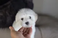 TOY Justin, a male Maltese and Poodle - Toy  for sale in Apple Valley, CA – 2 of 2