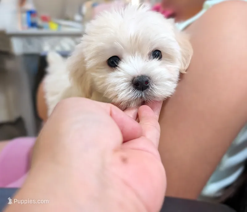 TOY Justin (video) – Maltese, Poodle - Toy  puppy for sale in Apple Valley, CA