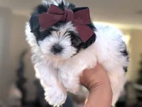 TOY Audrey (VIDEO), a female Maltese and Shih Tzu for sale in Apple Valley, CA – 1 of 6