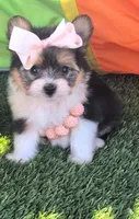 Tcup Kendall (videos), a female Pomeranian and Yorkshire Terrier for sale in Apple Valley, CA – 5 of 10