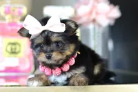 TCUP Kylie (VIDEO), a female Yorkshire Terrier for sale in Apple Valley, CA – 5 of 9