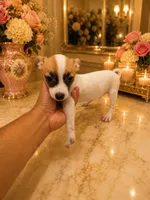 Hugo, a male Chihuahua for sale in Orlando, FL – 2 of 5