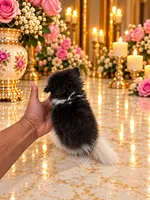 TEACUP Liza white and silver, a female Pomeranian for sale in Orlando, FL – 3 of 3