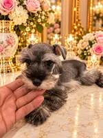 Chanel chocolate salt pepper, a female Miniature Schnauzer for sale in Orlando, FL – 3 of 5