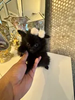 Bruno, a male Pomeranian for sale in Orlando, FL – 4 of 6